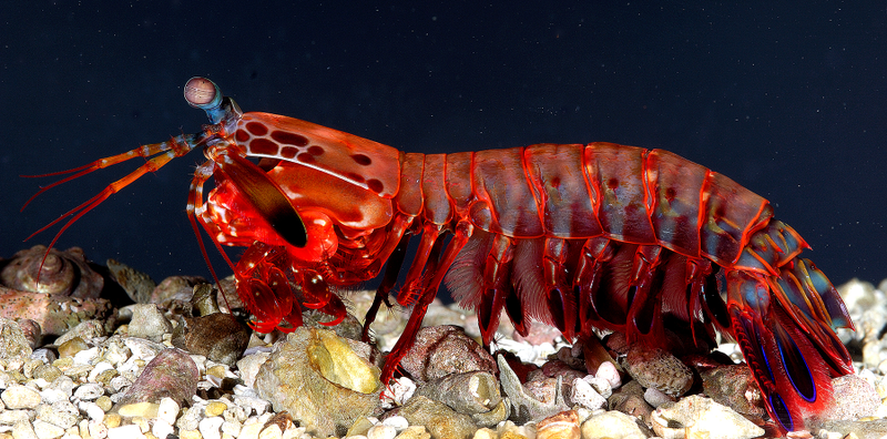 Illustration for article titled Fisherman catches monstrous giant shrimp in Florida